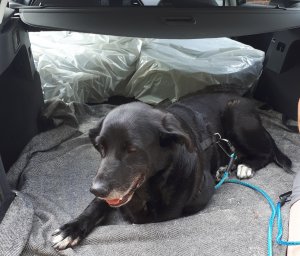 20180804_175320.jpg 20180804_175320.jpg