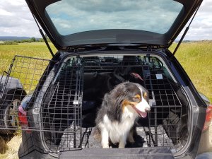 Kleinmetall Hundegitter Heckgitter Leon ST